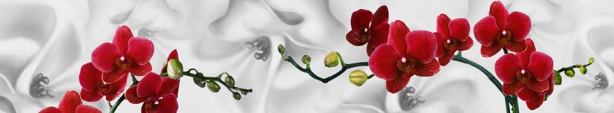 Изображение для стеклянного кухонного фартука, скинали: цветы, орхидеи, fartux1007