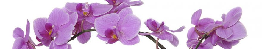 Изображение для стеклянного кухонного фартука, скинали: цветы, орхидеи, fartux1135