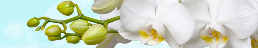 Изображение для стеклянного кухонного фартука, скинали: цветы, орхидеи, fartux1362