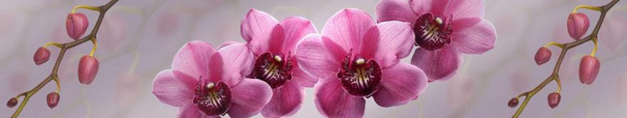 Изображение для стеклянного кухонного фартука, скинали: цветы, орхидеи, fartux1417