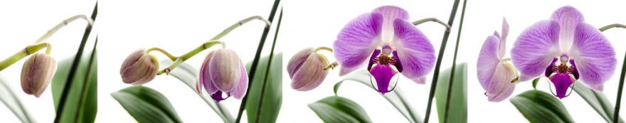 Изображение для стеклянного кухонного фартука, скинали: цветы, орхидеи, fartux1590