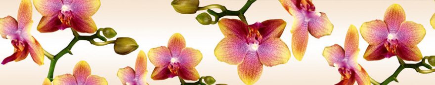 Изображение для стеклянного кухонного фартука, скинали: цветы, орхидеи, fartux1651