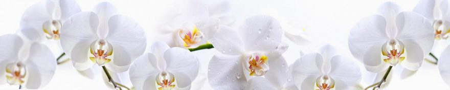 Изображение для стеклянного кухонного фартука, скинали: цветы, орхидеи, fartux693