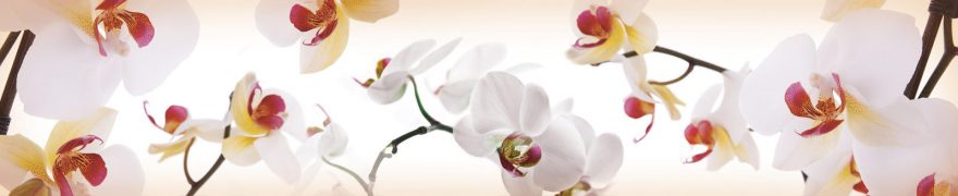 Изображение для стеклянного кухонного фартука, скинали: цветы, орхидеи, rastcve010