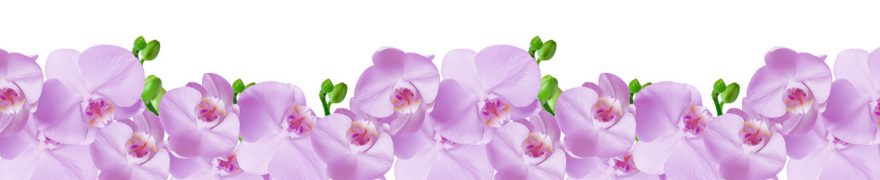 Изображение для стеклянного кухонного фартука, скинали: цветы, орхидеи, rastcve016
