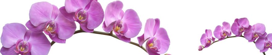 Изображение для стеклянного кухонного фартука, скинали: цветы, орхидеи, rastcve017