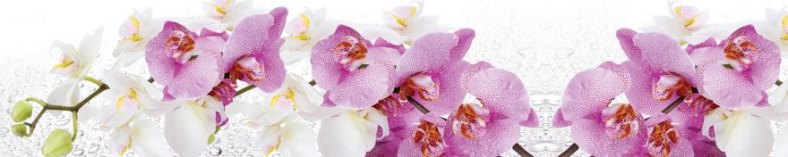 Изображение для стеклянного кухонного фартука, скинали: цветы, орхидеи, skin142