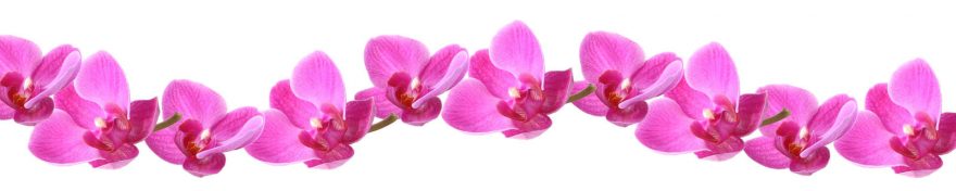 Изображение для стеклянного кухонного фартука, скинали: цветы, орхидеи, skin453