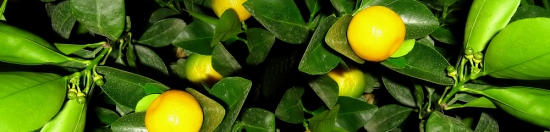 Изображение для стеклянного кухонного фартука, скинали: листья, фрукты, мандарины, skinap32