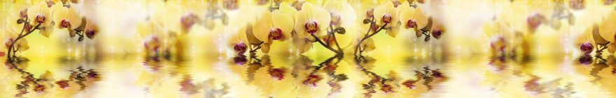 Изображение для стеклянного кухонного фартука, скинали: цветы, орхидеи, fartux1051