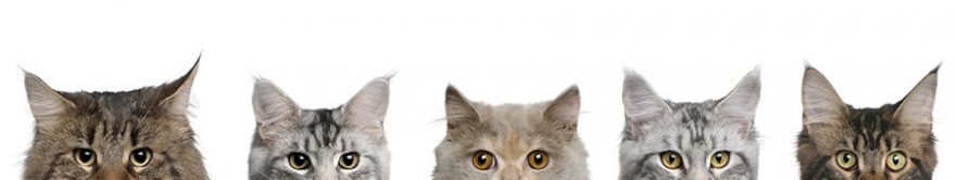 Изображение для стеклянного кухонного фартука, скинали: животные, кошки, fartux1129