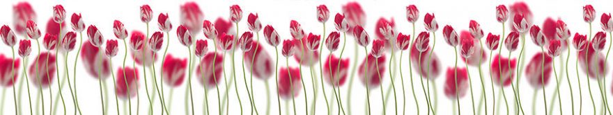 Изображение для стеклянного кухонного фартука, скинали: цветы, тюльпаны, fartux1322