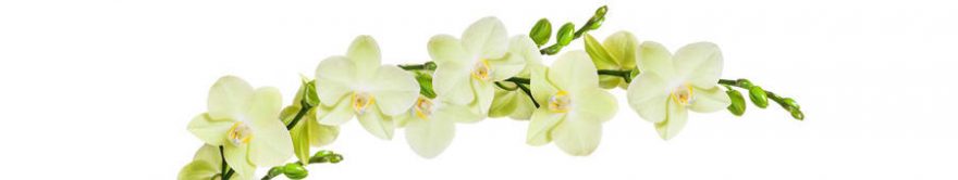 Изображение для стеклянного кухонного фартука, скинали: цветы, орхидеи, fartux1705