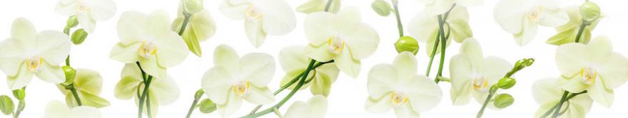 Изображение для стеклянного кухонного фартука, скинали: цветы, орхидеи, fartux1719
