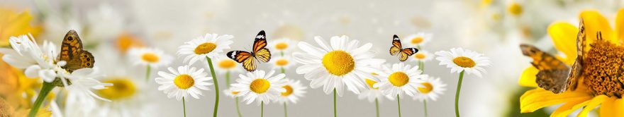 Изображение для стеклянного кухонного фартука, скинали: цветы, бабочки, ромашки, fartux676