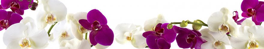 Изображение для стеклянного кухонного фартука, скинали: цветы, орхидеи, fartux757
