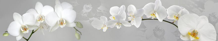 Изображение для стеклянного кухонного фартука, скинали: цветы, орхидеи, fartux758