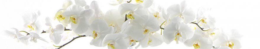 Изображение для стеклянного кухонного фартука, скинали: цветы, орхидеи, fartux794