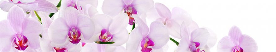 Изображение для стеклянного кухонного фартука, скинали: цветы, орхидеи, fartux800