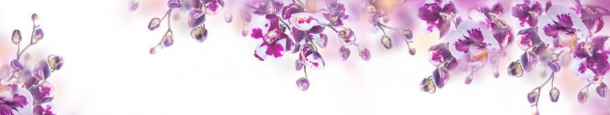 Изображение для стеклянного кухонного фартука, скинали: цветы, орхидеи, fartux811