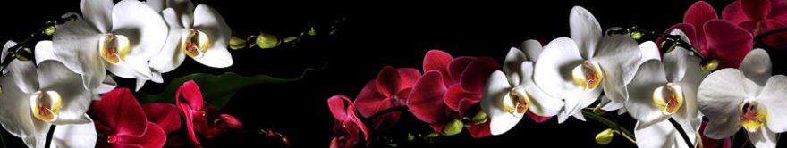 Изображение для стеклянного кухонного фартука, скинали: цветы, орхидеи, fartux889