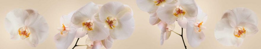 Изображение для стеклянного кухонного фартука, скинали: цветы, орхидеи, fartux927