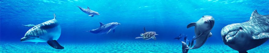 Изображение для стеклянного кухонного фартука, скинали: подводный мир, дельфины, fartux962