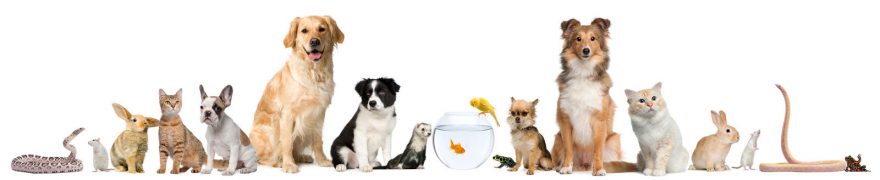 Изображение для стеклянного кухонного фартука, скинали: животные, кошки, собаки, jivdoma011