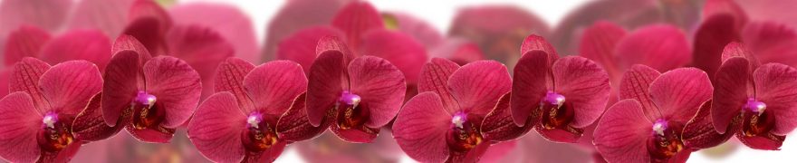 Изображение для стеклянного кухонного фартука, скинали: цветы, орхидеи, rastcve062