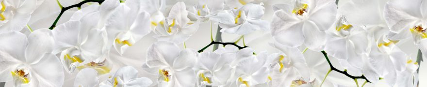 Изображение для стеклянного кухонного фартука, скинали: цветы, орхидеи, rastcve066