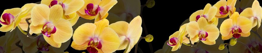 Изображение для стеклянного кухонного фартука, скинали: цветы, орхидеи, rastcve071