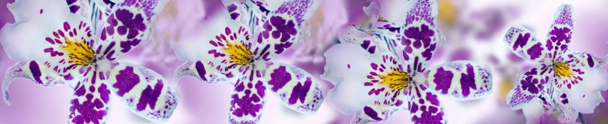Изображение для стеклянного кухонного фартука, скинали: цветы, орхидеи, rastcve083