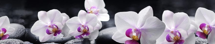 Изображение для стеклянного кухонного фартука, скинали: цветы, орхидеи, камни, rastcve093
