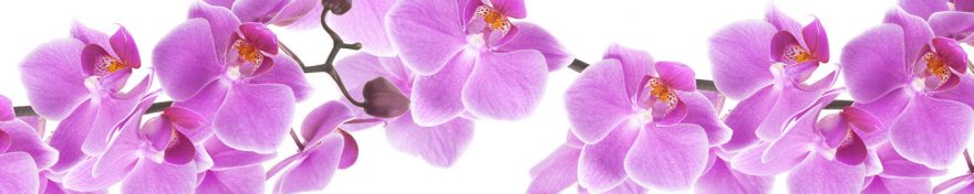 Изображение для стеклянного кухонного фартука, скинали: цветы, орхидеи, skin103