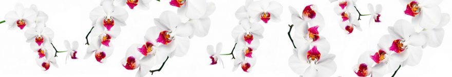 Изображение для стеклянного кухонного фартука, скинали: цветы, орхидеи, skin106