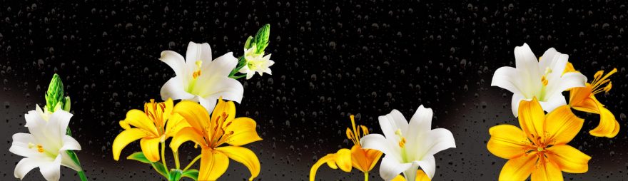 Изображение для стеклянного кухонного фартука, скинали: цветы, лилии, skin114
