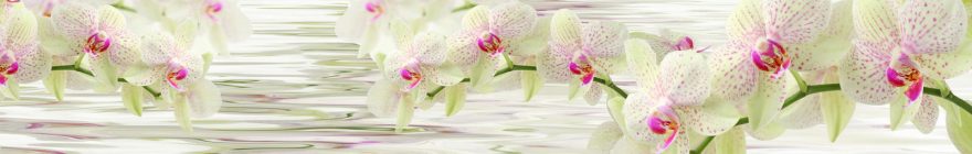 Изображение для стеклянного кухонного фартука, скинали: цветы, орхидеи, skin167