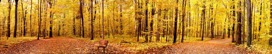 Изображение для стеклянного кухонного фартука, скинали: природа, деревья, лес, осень, skin174