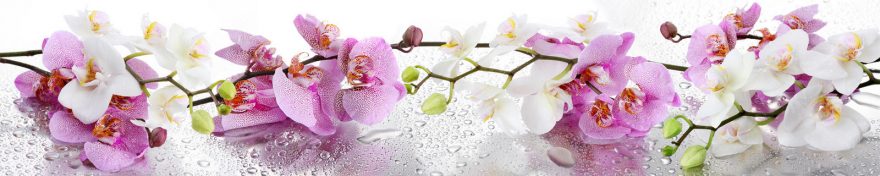 Изображение для стеклянного кухонного фартука, скинали: цветы, орхидеи, skin216