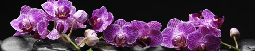 Изображение для стеклянного кухонного фартука, скинали: цветы, орхидеи, skin303