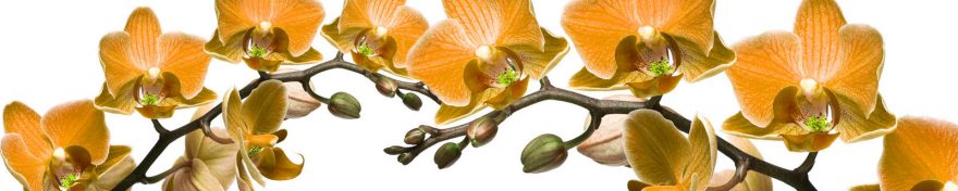 Изображение для стеклянного кухонного фартука, скинали: цветы, орхидеи, skin305