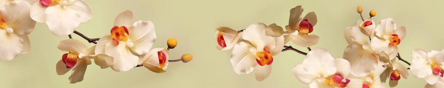 Изображение для стеклянного кухонного фартука, скинали: цветы, орхидеи, skin434