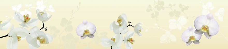 Изображение для стеклянного кухонного фартука, скинали: цветы, орхидеи, skin508