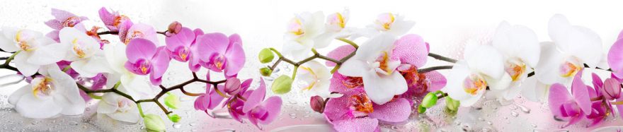 Изображение для стеклянного кухонного фартука, скинали: цветы, орхидеи, skinap124