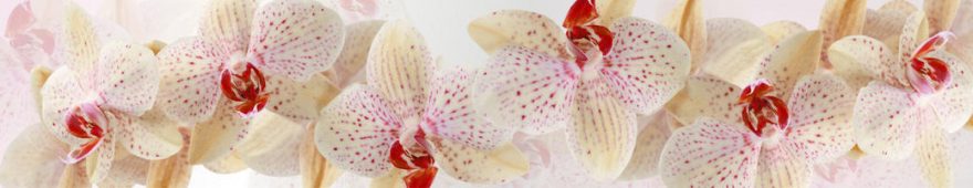 Изображение для стеклянного кухонного фартука, скинали: цветы, орхидеи, skinap98