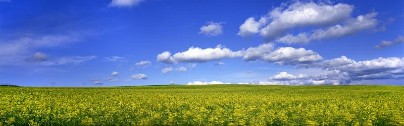 Изображение для стеклянного кухонного фартука, скинали: цветы, поле, природа, небо, облака, skinfil12